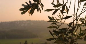 OliveTreeHeader3-opt