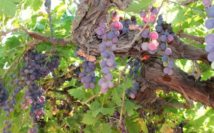 purple grapes on the vine