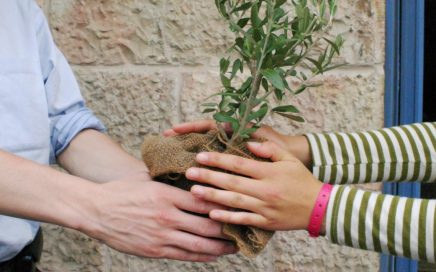 two people holding tiny olive tree in burlap sacking