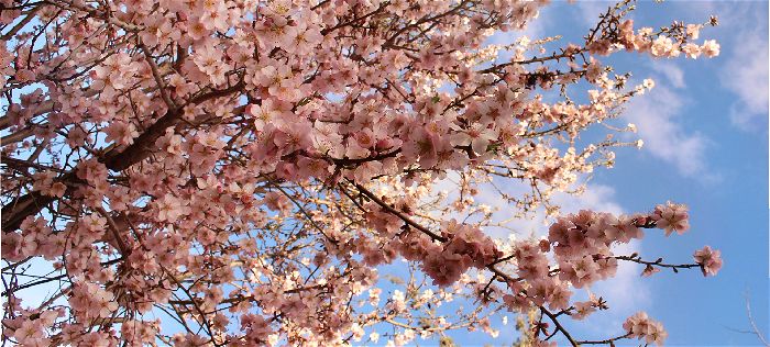 Tu BiShvat with No Tree Planting