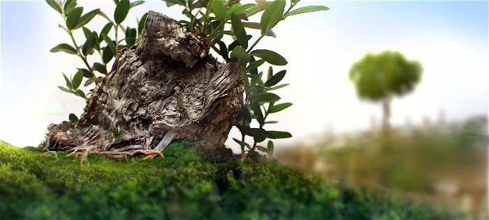 Stay Rooted and Be Grafted