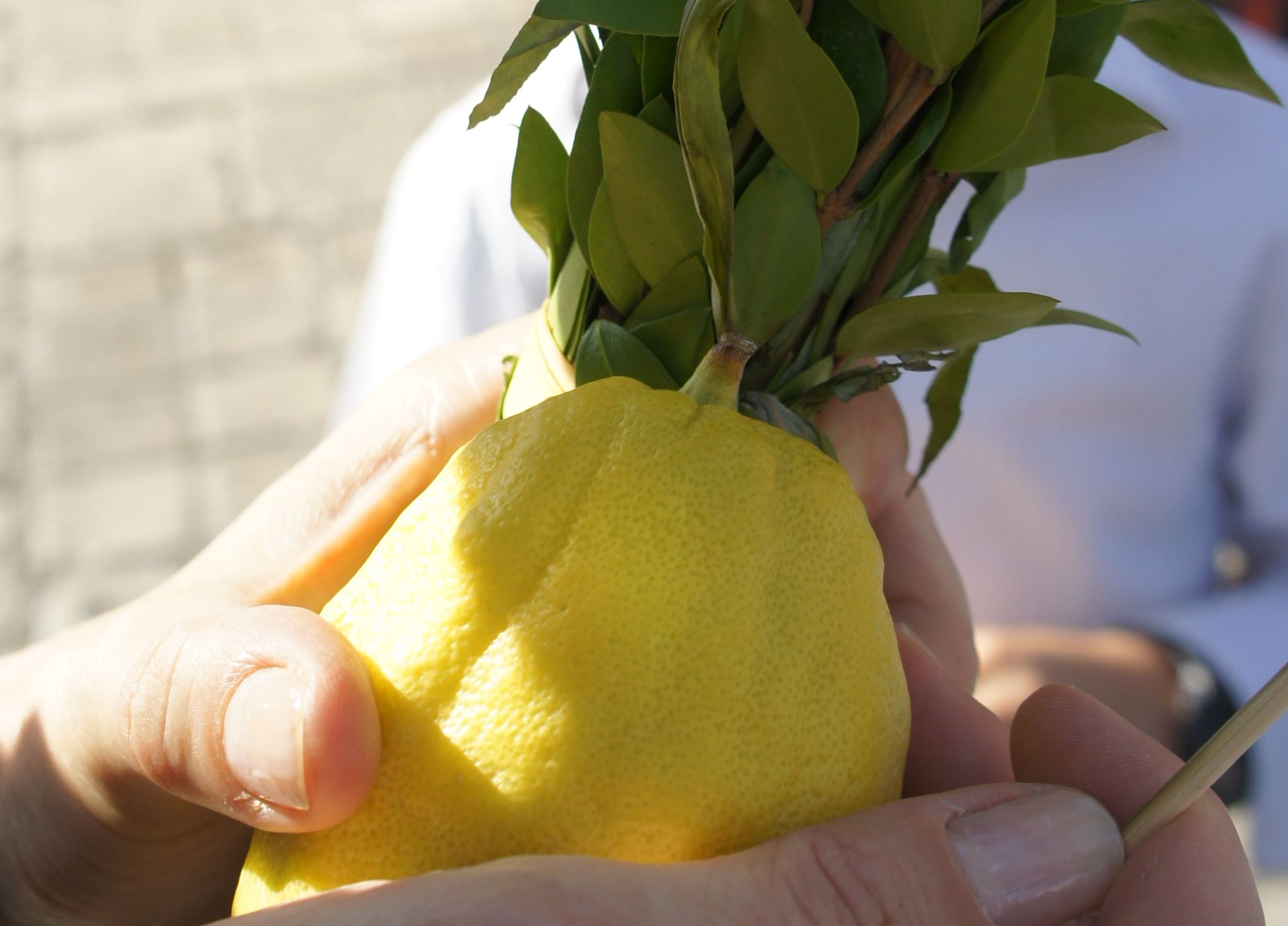 The Hidden Meaning of Sukkot