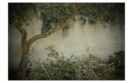olive tree with cut branches