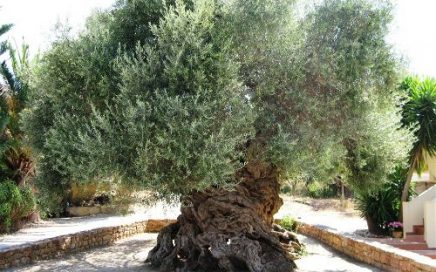 olive tree with giant trunk
