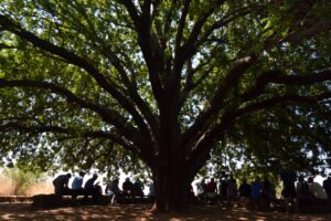 A group under a tree